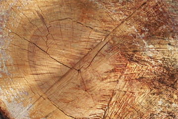 albero tagliato
