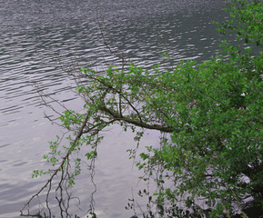  Branch on the water 