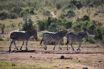 Fototapeta na wymiar Three beautiful zebras on a meadow in South Africa