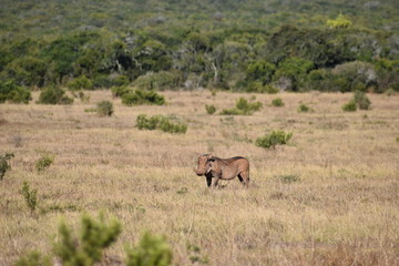 A brown warthog  on a meadow in Addo Elephant Park in Colchester, South Africa