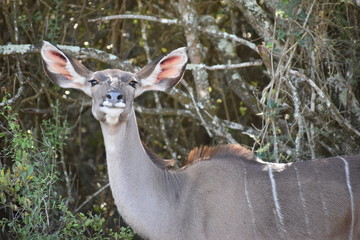 Closeup of a female Kudu in Addo Elephant Park in Colchester, South Africa