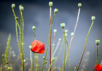 maki na tle chmur burzowych © Henryk Niestrój
