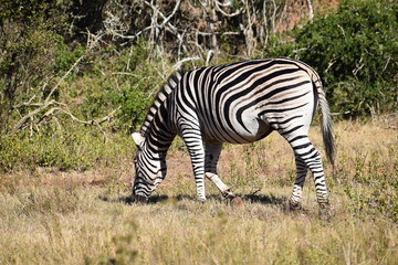 A beautiful zebra  in Addo Elephant Park in Colchester, South Africa