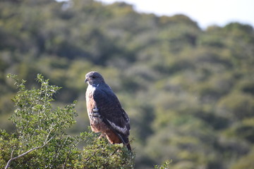 A beautiful colorful little bird is sitting on a tree branch in the Addo Elephant Park in South Africa