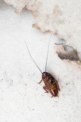 cockroach death on the floor