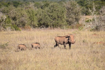Naklejka na ściany i meble A brown warthog family on a meadow in Addo Elephant Park in Colchester, South Africa