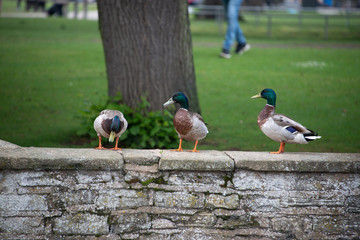 Fototapeta premium funny picture of three male ducks in a row on a stone wall with one looking down as though it has spotted something in the water