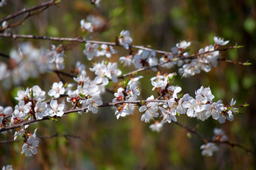 Flowering trees in the spring. When Apple trees bloom.