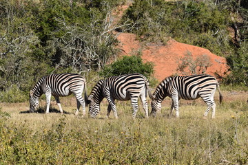 Obraz na płótnie Canvas Three beautiful zebras on a meadow in South Africa