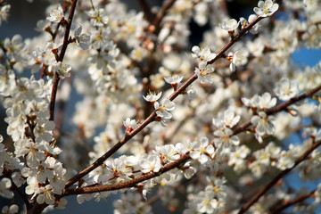 Flowering trees in the spring. When Apple trees bloom.