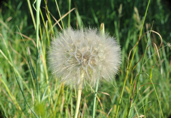 fluffy dandelion close-up