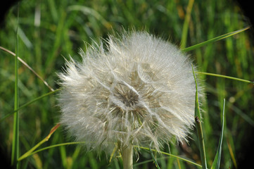 fluffy dandelion close-up