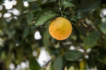 Laranja ainda no pé