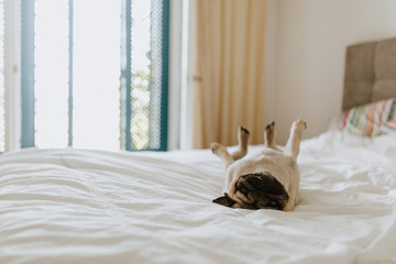 Pug dog laying in a king size bed