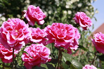 rosen in der sonne in voller pracht