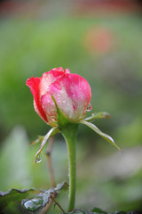 beautiful red rose in the morning dew