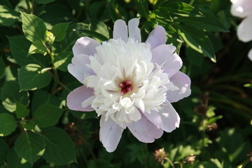 zweifarbige pfingstrose