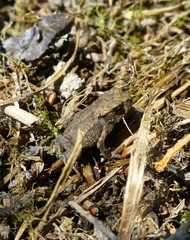 Pretty little frog standing on dry grass