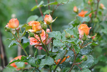 bush of pink roses in dew closeup