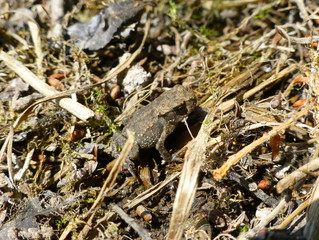 Tiny brown frog standing on dry grass