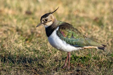 Kiebitz / lapwing