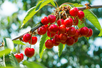 Obraz premium beautiful, ripe, red cherries against the background of leaves in the garden