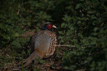 Pheasant