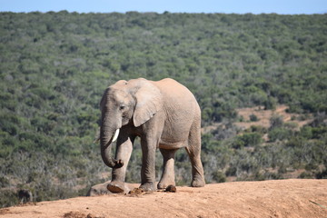 Obraz premium Piękny szary duży słoń w Addo Elephant Park w Colchester w RPA