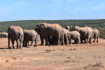 A large herd of elephants at a waterhole drinking water on a sunny day in Addo Elephant Park in Colchester, South Africa 