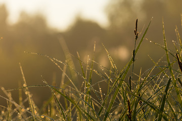 Golden mist on the field.