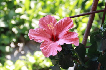 hibiskusblüte © Simone
