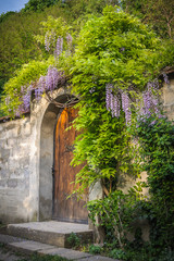 Blooming wisteria and old door
