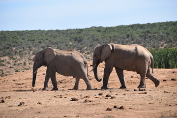 Fototapeta na wymiar Closeup of an elephant couple in Addo Elephant Park in Colchester, South Africa