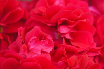 bouquet of petals of a red wild rose