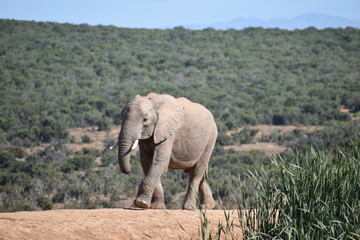 Obraz premium A beautiful grey big elephant in Addo Elephant Park in Colchester, South Africa