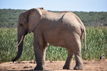 Fototapeta premium A beautiful grey big elephant in Addo Elephant Park in Colchester, South Africa