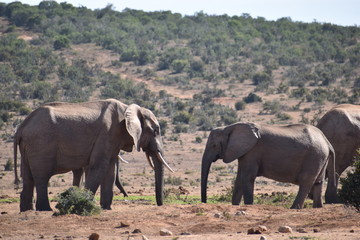 Fototapeta na wymiar in Addo Elephant Park in Colchester, South Africa Closeup of an elephant family 