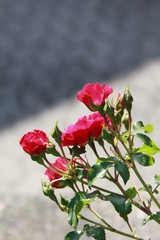 rosenknospen suchen die sonne