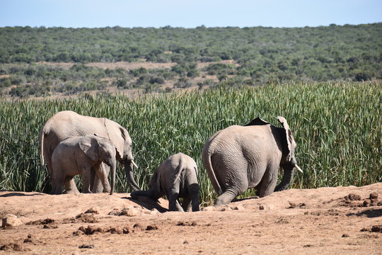 in Addo Elephant Park in Colchester, South Africa Closeup of an elephant family 