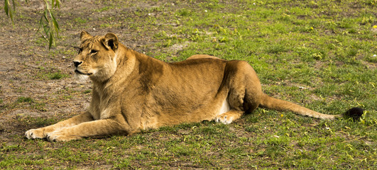 Lionesses (Panthera) are sitting in wait
