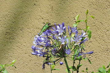 colibri © roselosfoto