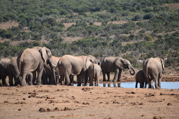 Fototapeta premium A large herd of elephants at a waterhole drinking water on a sunny day in Addo Elephant Park in Colchester, South Africa 