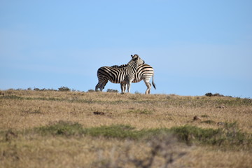 Obraz premium A beautiful zebra couple on a meadow in South Africa