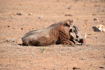Closeup of a brown warthog in Addo Elephant Park in Colchester, South Africa