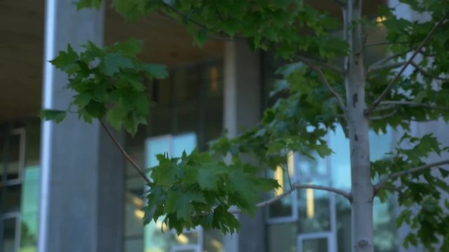 A small Oak tree in front of a large glass office building with shallow focus