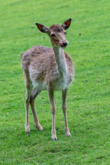 Young deer on the meadow