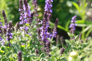 hummel an lila blüte