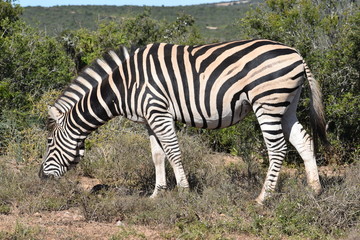 A beautiful zebra on a meadow in Addo Elephant Park in Colchester, South Africa