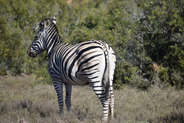 A beautiful zebra on a meadow in Addo Elephant Park in Colchester, South Africa