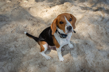 Beagle on the sea beach. The dog has a collar.